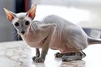 彼得秃猫：无毛的优雅与亲近