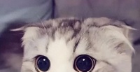 每天认识一种猫——折耳猫：可爱背后隐藏的致命代价，你知道吗？