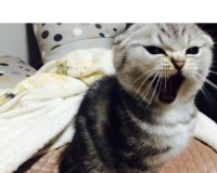 画一只漂亮折耳猫的技巧（一步步教你画出可爱的宠物）