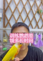 教鹦鹉说话的技巧与方法（培养鹦鹉口才的是耐心和坚持）