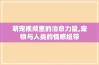 萌宠视频里的治愈力量,宠物与人类的情感纽带