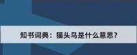 猫头鸟饲养指南（以宠物为主的细节注意事项）