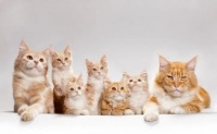 关于猫的活动方案推荐7篇