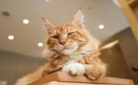 关于猫的活动方案精选8篇