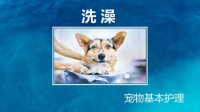 宠物洗澡与