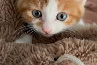 猫咪绝育争议20年，是爱还是残忍？宠物医生揭露真相——每个猫奴必看，看完再吵也不迟！