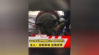 300 多斤宠物猪 和主人同吃同住 主人：没有异味 比狗好养