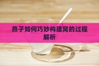 燕子如何巧妙构建窝的过程解析