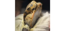 兔脑孢子虫呱呱动物医院 上海佳绮宠物服务医疗供应;上海佳绮宠物服务医疗有限公司
