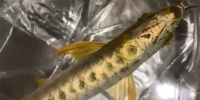 背部欣赏很漂亮：展现人体的美,背部欣赏很漂亮