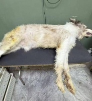 宠物店私自洗澡惹祸，6岁边牧烘干箱内煎熬1小时，最终不治身亡