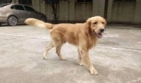 狗狗的肠胃宝和益生菌的区别是什么？