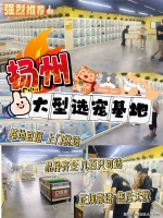 扬州哪里有银渐层猫出售？扬州这里上门挑选银渐层猫，新手推荐！