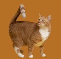 猫真的需要朋友吗？专家揭秘猫咪的“社交密码”
