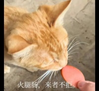 中华田园猫饲养指南（以家庭为基础的猫咪护理）宠物屋