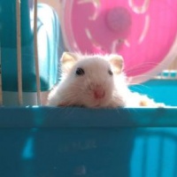 谁有养仓鼠的经验？sos