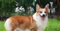 女生的理想宠物选择——8种适合女生养的狗狗（可爱、温柔、陪伴，女孩子都很难抵抗的小伙伴）