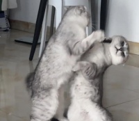 两只猫咪因猫粮打架怎么办？如何平息冲突？