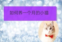 一个月的小广东宠物培训猫怎么照顾:一个月的猫怎么养