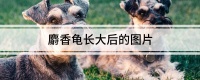 麝香龟长大后的图片