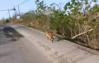 河北石家庄发现薮猫，本应在非洲的猛兽，为何在我国野外出现了？