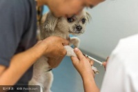 化疗植入芯片有用吗多少钱,为什么宠物犬会长纤维肉瘤?