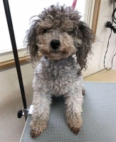 泰迪大变身！明明颜值这么高，干嘛不打扮！