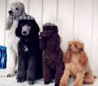 4种不同类型的贵宾犬全面介绍，你更喜欢哪一种？