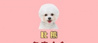 如何给狗狗起一个好听的名字（15个有创意的狗狗名字大全）
