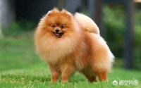 国美狗和博美:想养只小型犬，泰迪好还是博美好？