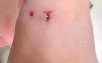 国美狗图片:一楼的大爷打伤了在自家窗户下排便的宠物狗，他的行为违法吗？