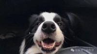边牧开心的八大表现！