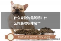 什么宠物狗最聪明？什么狗最聪明排名**