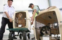 宠物狗航空托运、汽车托运分别多少钱？