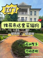 江门哪里有便宜的猫狗市场？这里信誉保证可实体店铺实地挑选宠物