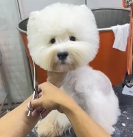 上海西高地拔毛宠物美容一对一培训课程