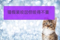 江苏宠物培训猫咬主人手表示什么:幼猫爱咬人是什么原因