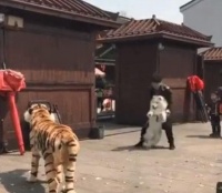 萨摩耶气质可以怂，命千万不能送