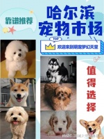 哈尔滨哪里有卖宠物的市场?这里实体店选购宠物，安全更值得信赖