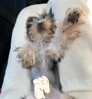 怀孕了还能和宠物狗狗一起睡觉吗（孕妇狗狗共处的注意事项）
