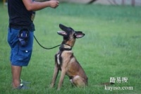 海口琼山训犬 训狗 宠物培训基地 宠物训练学校