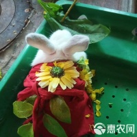 [杂交兔批发]杂交兔 常年出售小兔苗满月兔苗供应市场宠物店小朋友最爱的宠物欢迎订购价格25元/只