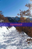 海南宠物旅游