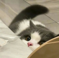 抱猫咪的女生微信头像2018 可爱女生抱猫星人头像大全