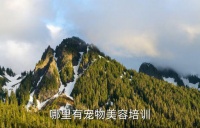 东莞市哪里有宠物美容师培训,广东哪里有宠物美容培训学校