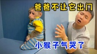 小猴子想去咖啡厅，爸爸不让它出门，小猴子气哭了｜纪录片
