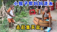 小猴子帮妈妈浇水，还帮妈妈去买盐，真是太聪明了｜纪录片