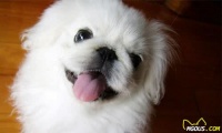 京说宠物丨关于京巴犬，你知道这些吗？