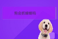 安徽宠物培训狗吃了蟑螂特效药会病死吗:狗会吃蟑螂吗