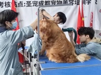 ‌考取宠物美容师资格证有必要吗？